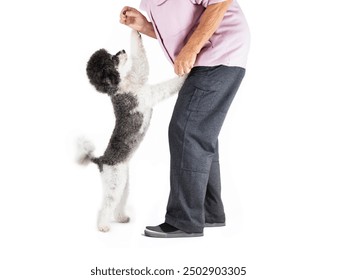 Cute dog and senior relationship. Fluffy puppy dog standing tall, reaching for a treat in elderly woman hand. Relaxed and happy body language. Female miniature harlequin poodle. Selective focus. - Powered by Shutterstock