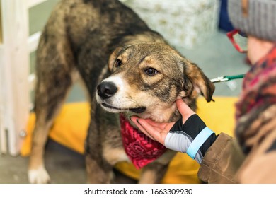 Cute Dog From A Shelter At The Pet Adoption Fair. Helping The Homeless, Caring For Animals