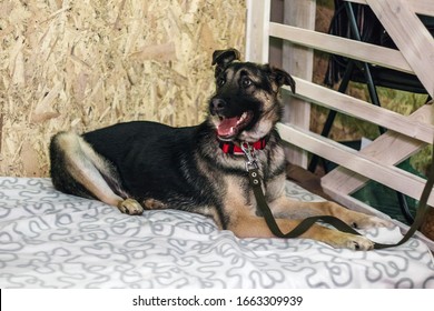 Cute Dog From A Shelter At The Pet Adoption Fair. Helping The Homeless, Caring For Animals