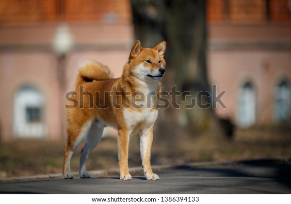 Cute Dog Shiba Inu On Walk Royalty Free Stock Image