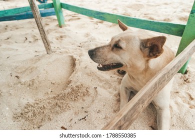 Cute Dog Sideview Smiling In The Beach