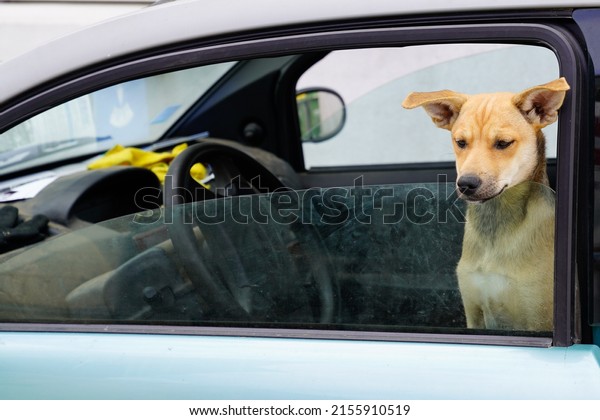Cute dog sit in the car making serious face on the\
front seat