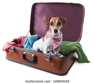 Cute dog sits in a suitcase for traveling with brightly colored things inside of it with a stylish pink scarf around her neck. Take me with you on vacation. White background