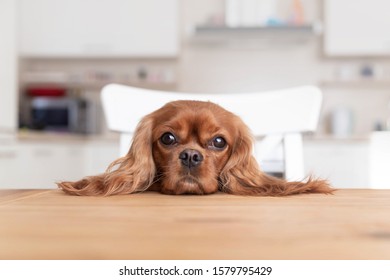 Cute Dog Sitting Behind The Kitchen Table