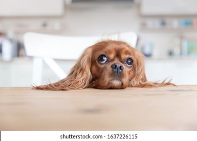 Cute Dog Sitting Behind The Kitchen Table