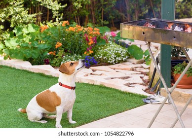 Cute Dog Sitting Close To Barbecue And Looking Up To Owner.Puppy Waiting For Meat On A Bbq In The Backyard At Summertime Weekend.