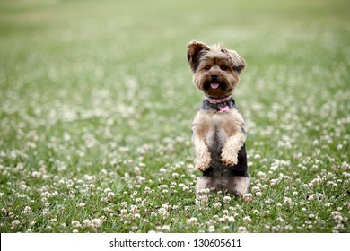 Cute Dog Sitting Up In A Field