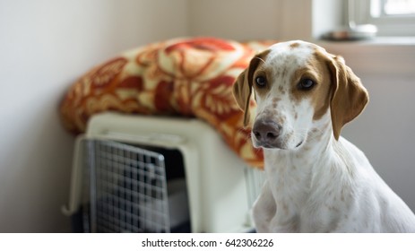 A Cute Dog Sitting Indoors Next To His Crate.