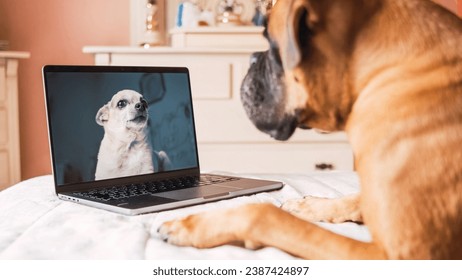 Cute dog sitting on bed in front of laptop on video call with his dog friend in bedroom