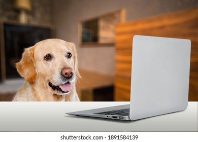 Cute dog sitting on a chair and looking tired at the camera during working on laptop staying on a table