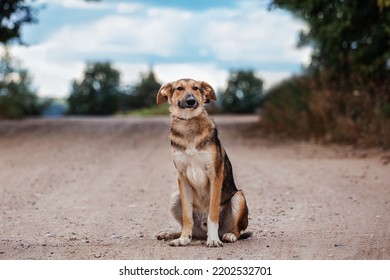 cute dog sitting on the road looking at the camera