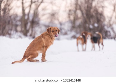 Cute Dog Sitting On Snow. Silly Dog Face.