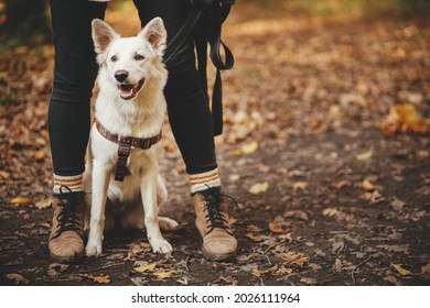 Cute Dog Sitting At Owner Legs In Autumn Woods. Traveling With Pet, Loyal Companion. Adorable White Swiss Shepherd Dog Hiking With Young Woman Hipster In Fall Forest. Travel And Wanderlust