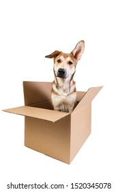 2,466 Dog moving box Images, Stock Photos & Vectors | Shutterstock