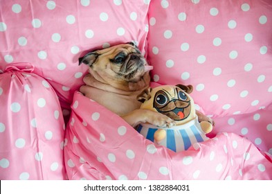 Dog In Bedroom Images Stock Photos Vectors Shutterstock