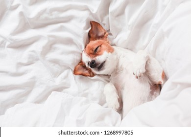 cute dog sleeping on bed, white sheets.morning