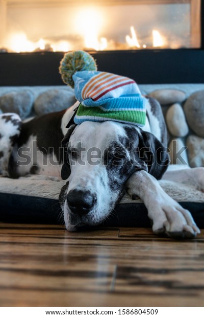 hat dog bed