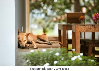 Cute Dog Sleeping On Bench During Hot Summer Day.