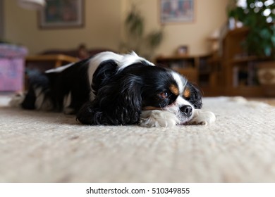 Cute Dog Sleeping On The Carpet In The Living Room. 