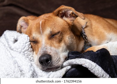 Cute dog sleeping on couch