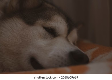 how many hours a day do malamutes sleep