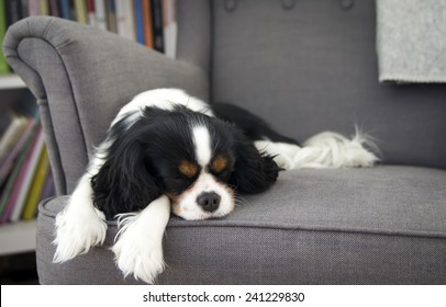 cute dog sleeping on the sofa