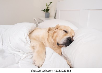 Cute dog sleeping under a white blanket. Golden Retriever lies and rests in a cozy bed. - Powered by Shutterstock