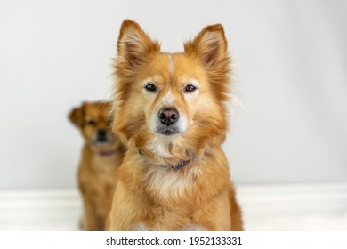 Cute Dog With Small Dog Behind