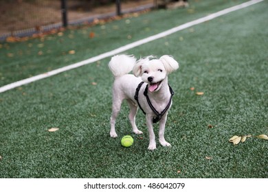 A Cute Dog, Smile Maltese Playing With A Tennis Ball On A Field With Artificial Turf.