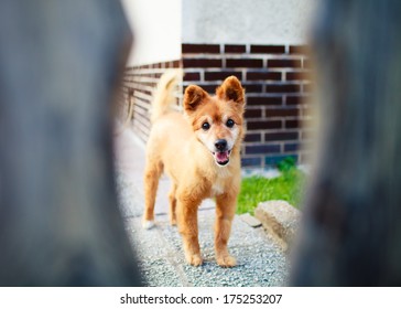 Cute Dog Smiling At Camera, Dog At The Garden, Dog Guards The Land