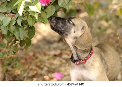 Cute Dog Sniffing Is An Adorable Puppy Smelling A Small Flowered Tree.