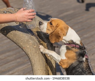 Cute Dog Sniffing A Bottle Of Water Hold By The Owner