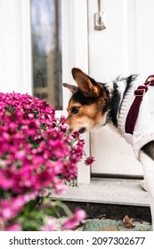 Cute Dog Sniffing Flowers Outside