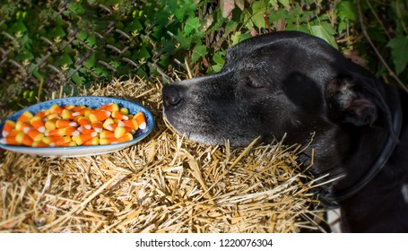 Cute Dog Sniffing Halloween Traditional Candy Corn On Hay Bale Outdoors In Autumn, Conceptual Pet Safety And Halloween Dog Photography Background 