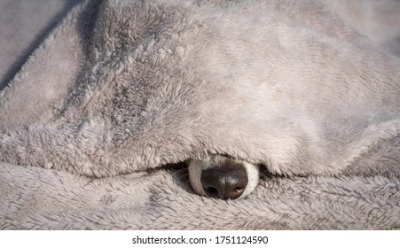 cute dog snout under a cozy blanket