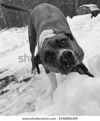 Similar – Image, Stock Photo trainee Winter Snow Animal