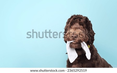Cute dog with sock in mouth on colored background. Fluffy puppy dog chewing or stealing clothing with playful expression. 1 year old female Labradoodle, chocolate. Selective focus. Blue background.