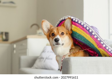 Cute Dog With Sombrero At Home