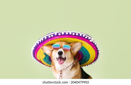 Cute Dog In Sombrero On Color Background