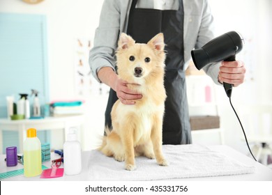 Cute Dog Spitz At Groomer Salon