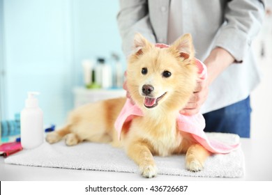 Cute Dog Spitz At Groomer Salon
