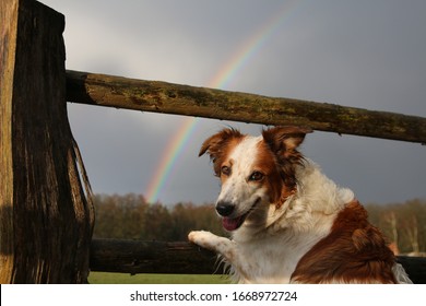 Cute dog stands on the fence in front of a beautiful rainbow