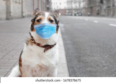 Cute Dog In Sterile Medical Protective Mask On His Face Looking At Camera Standing On Street. Dog Against Coronavirus Pandemic. Covid 2019. Copy Space