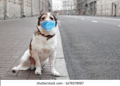 Cute Dog In Sterile Medical Protective Mask On His Face Looking At Camera Standing On Street. Dog Against Coronavirus Pandemic. Covid 2019. Copy Space