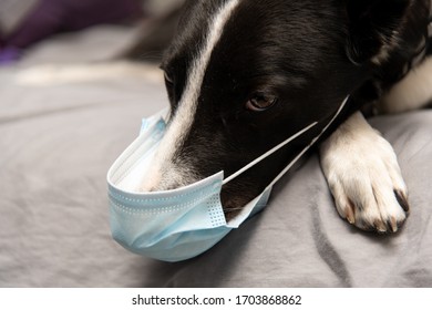 Cute Dog In A Sterile Medical Protective Mask On His Face, Looking Sad Or Ill. Dog Against The Coronavirus Pandemic. Covid 2019