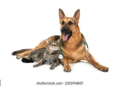 Cute Dog With Stethoscope As Veterinarian And Cat On White Background