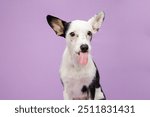 cute dog sticking the tongue out