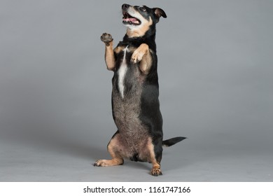 Cute dog in Studio