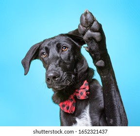 cute dog studio shot on an isolated background - Shutterstock ID 1652321437