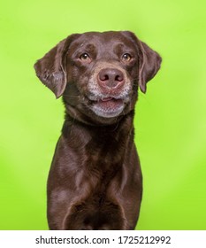 Cute Dog Studio Shot On An Isolated Background